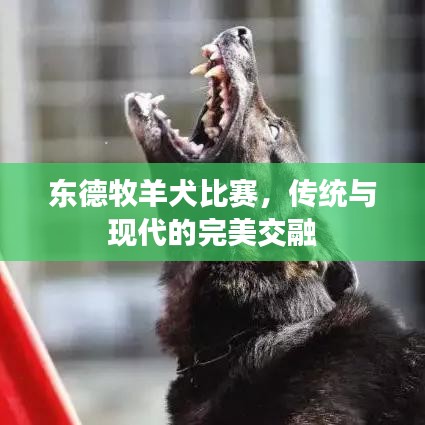 东德牧羊犬比赛，传统与现代的完美交融