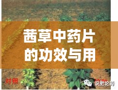 茜草中药片的功效与用途，百度权威收录，不容错过！